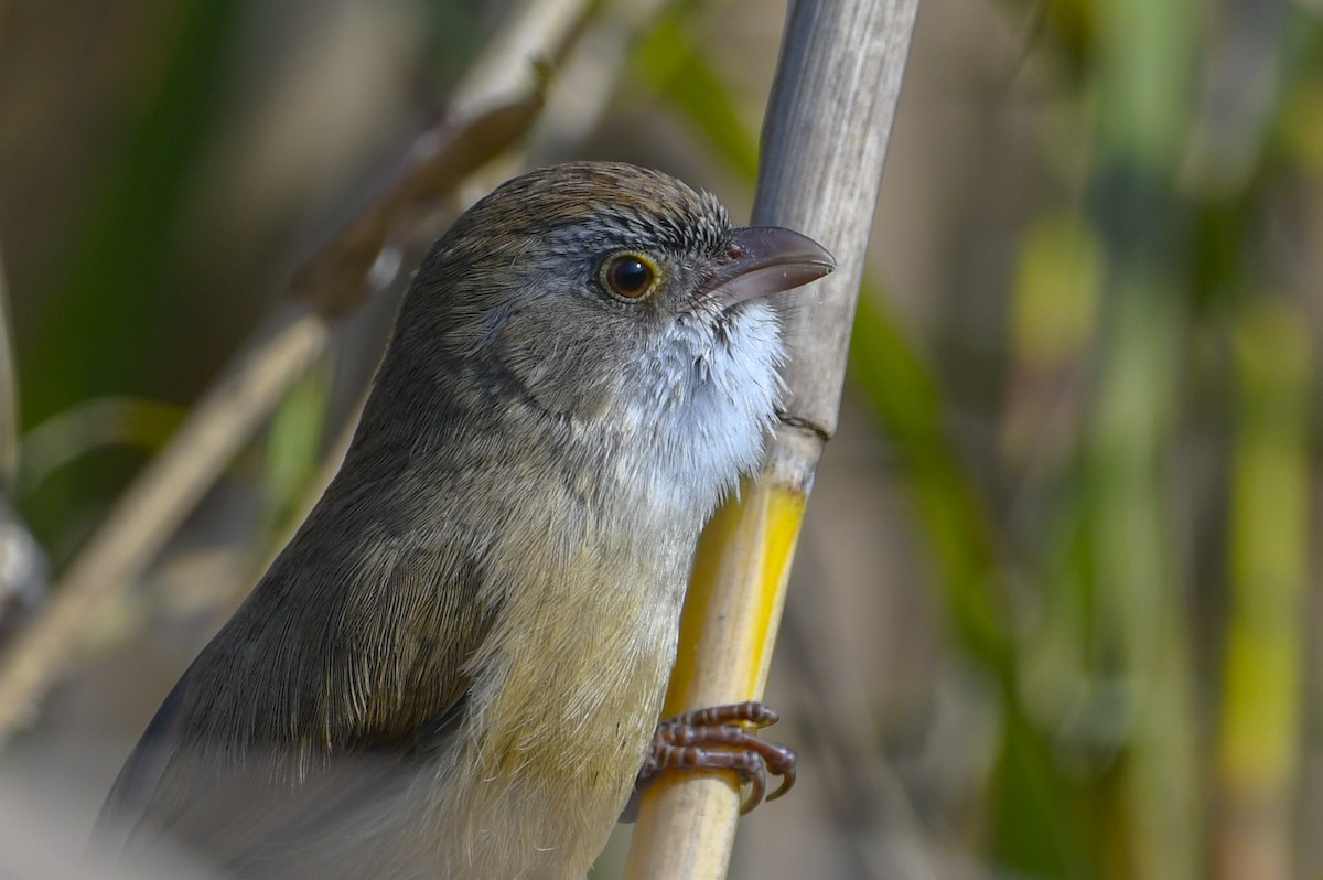 Jerdon's Babbler - Saurabh Sawant