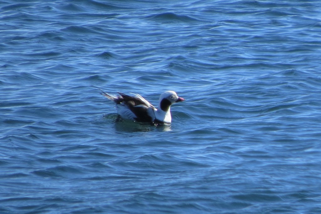 Long-tailed Duck - Linda Ireland