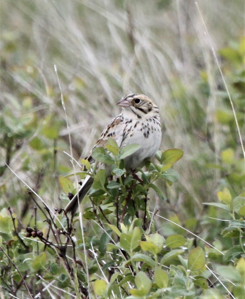 Baird's Sparrow - ML132809241