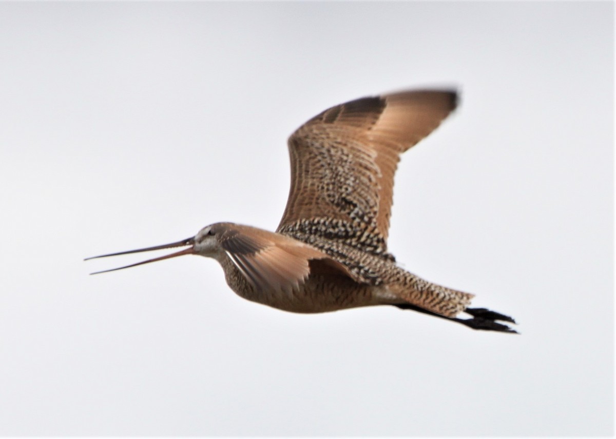 Marbled Godwit - Jim Stasz