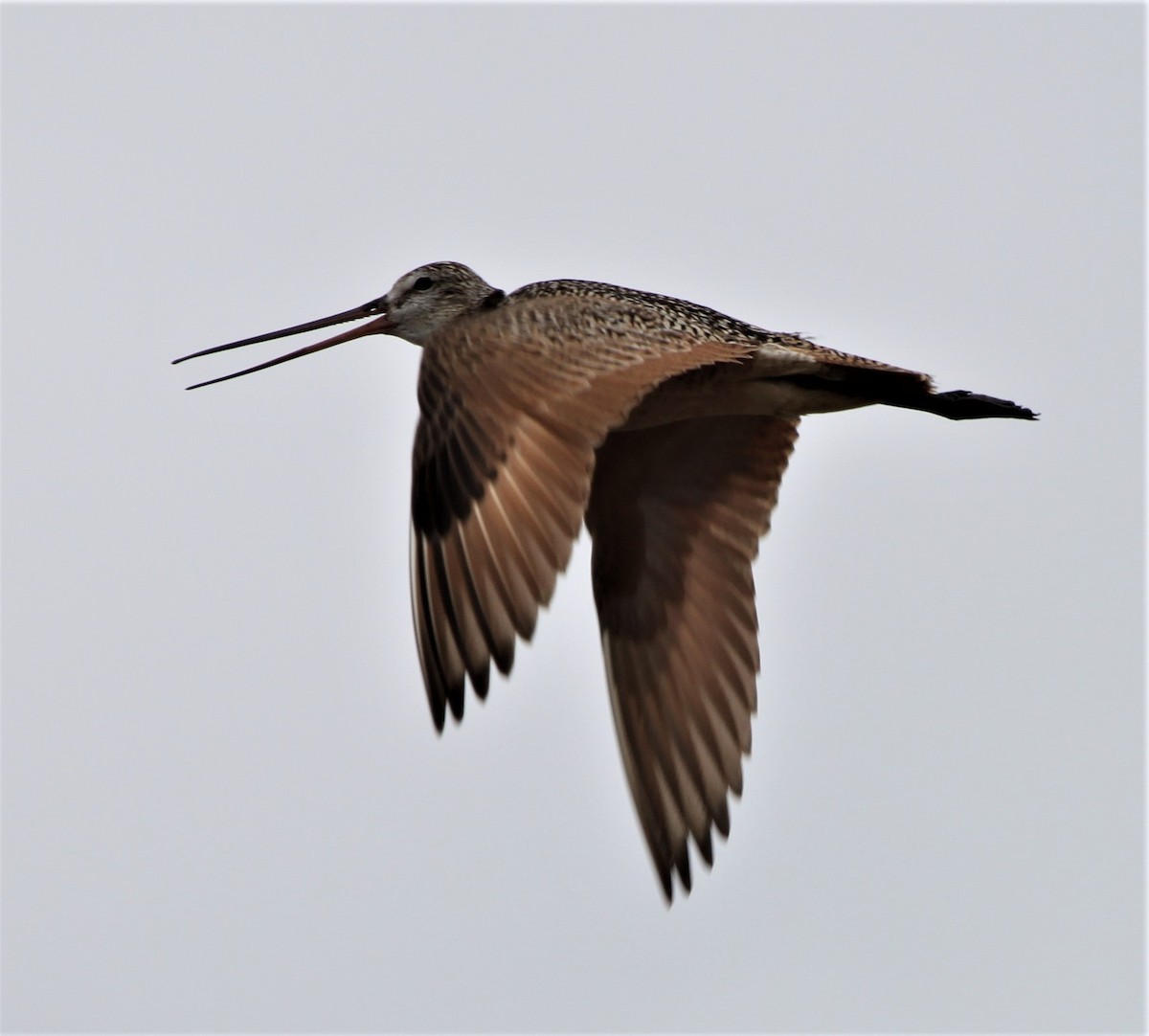 Marbled Godwit - Jim Stasz