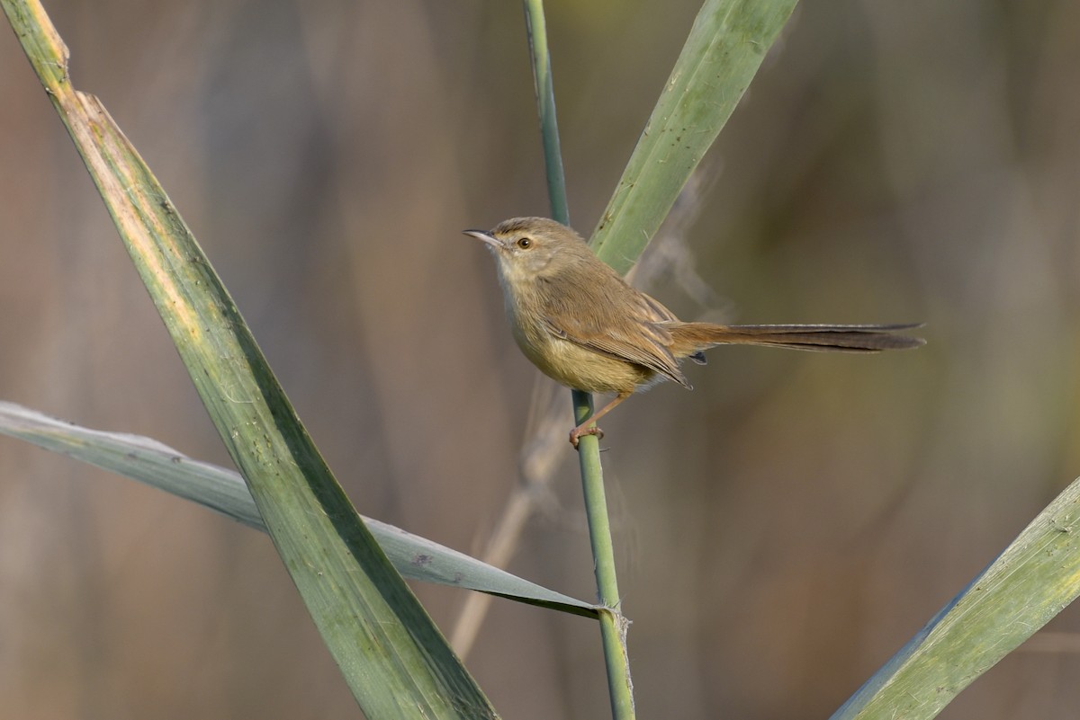 Prinia Sencilla - ML132809861