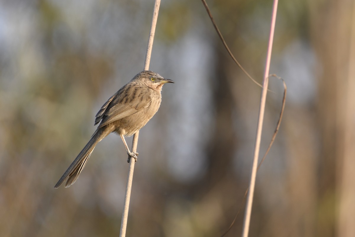 Striated Babbler - Saurabh Sawant