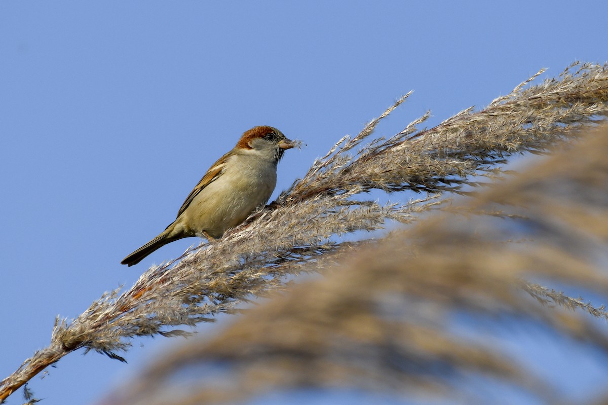 Moineau du Sind - ML132810011