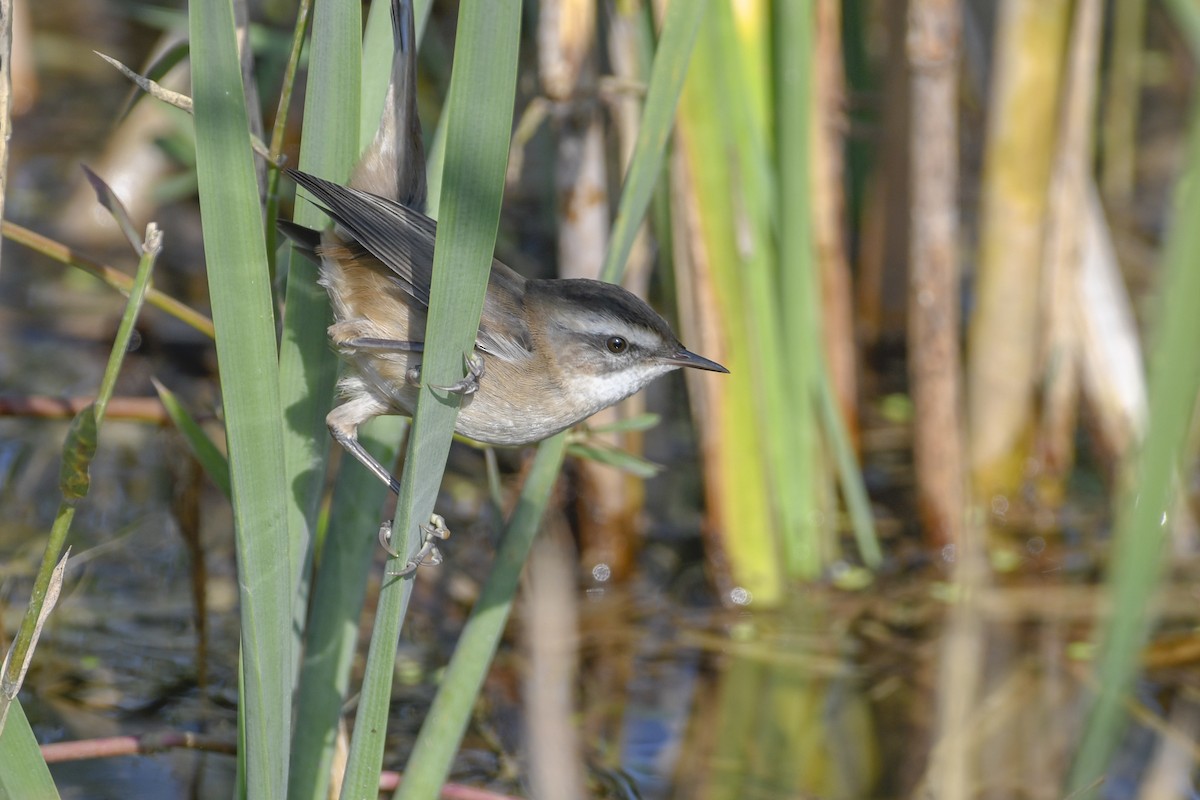 Moustached Warbler - ML132810111