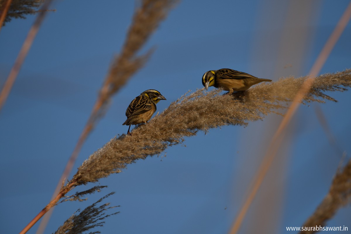 Black-breasted Weaver - ML132810431