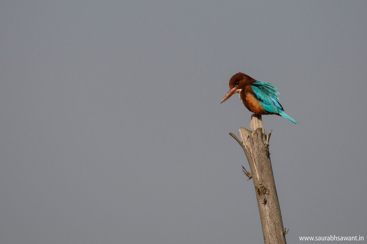 White-throated Kingfisher - ML132810561