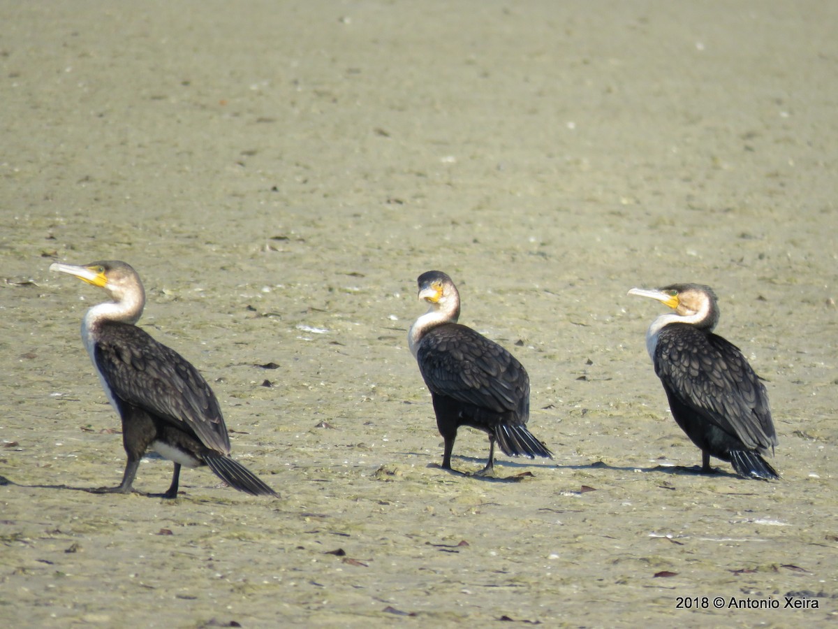 Great Cormorant - ML132811491