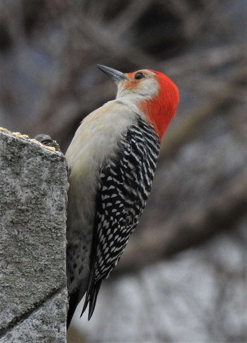 Red-bellied Woodpecker - ML132811901