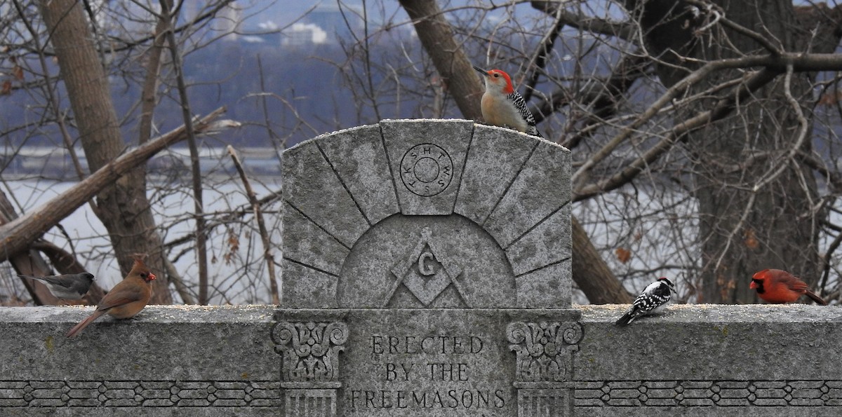Red-bellied Woodpecker - ML132811931