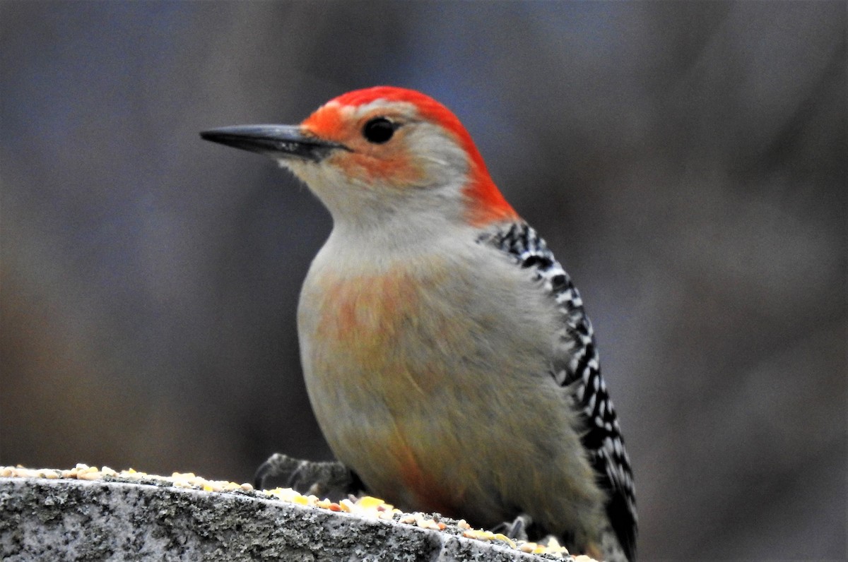 Red-bellied Woodpecker - ML132811941