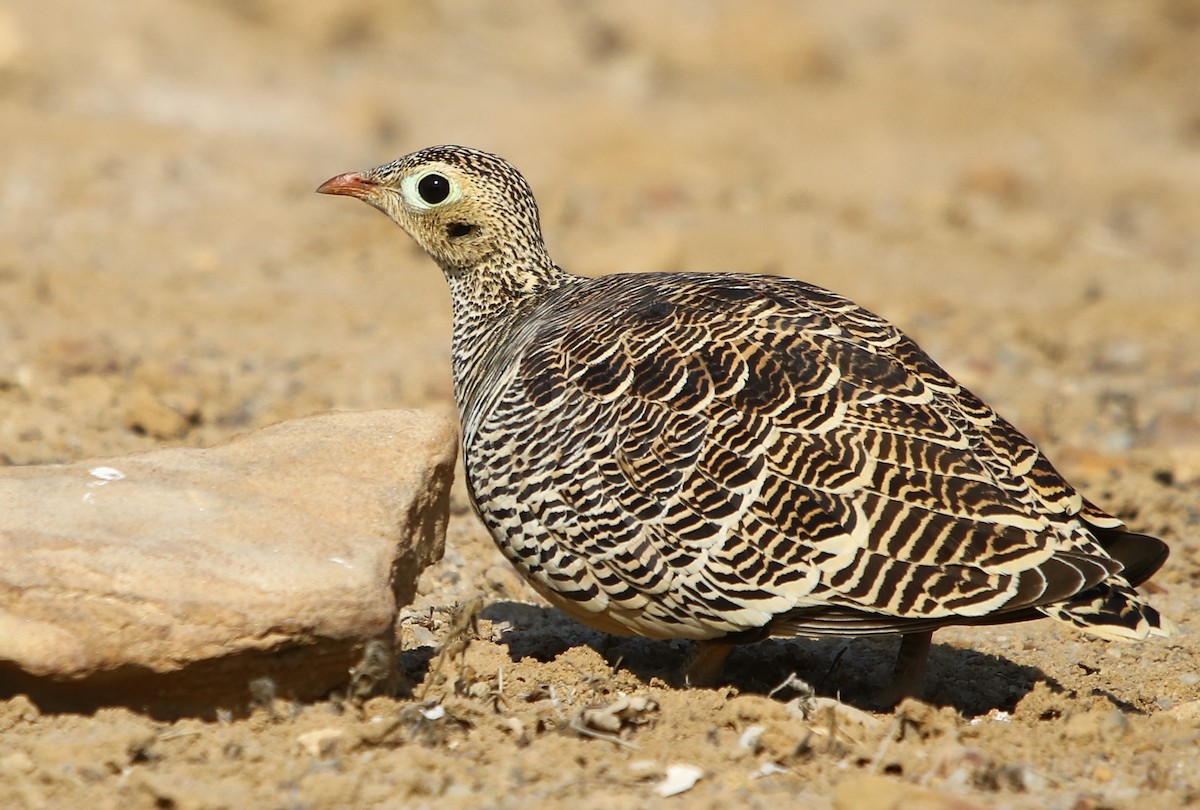 Painted Sandgrouse - ML132814961