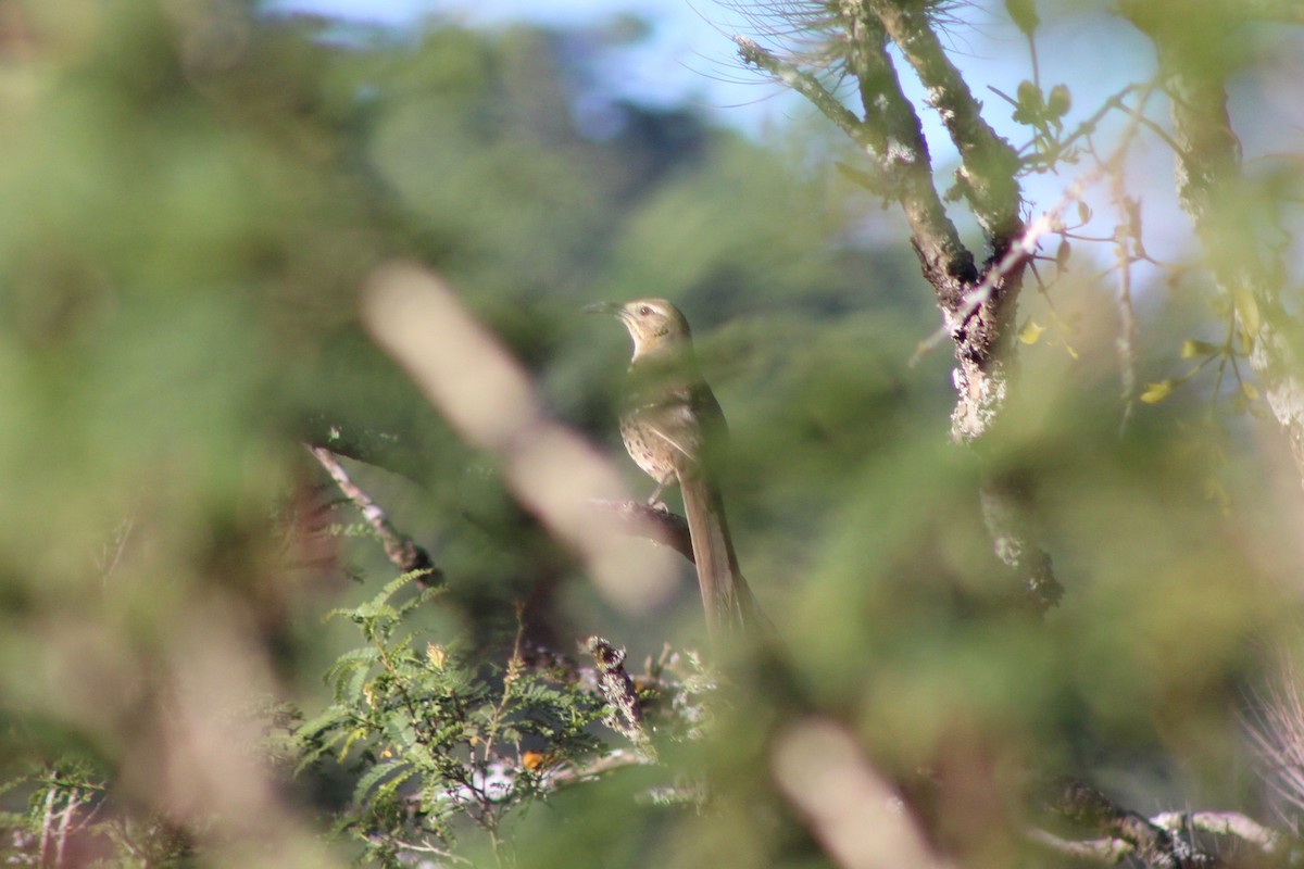 Ocellated Thrasher - ML132815161