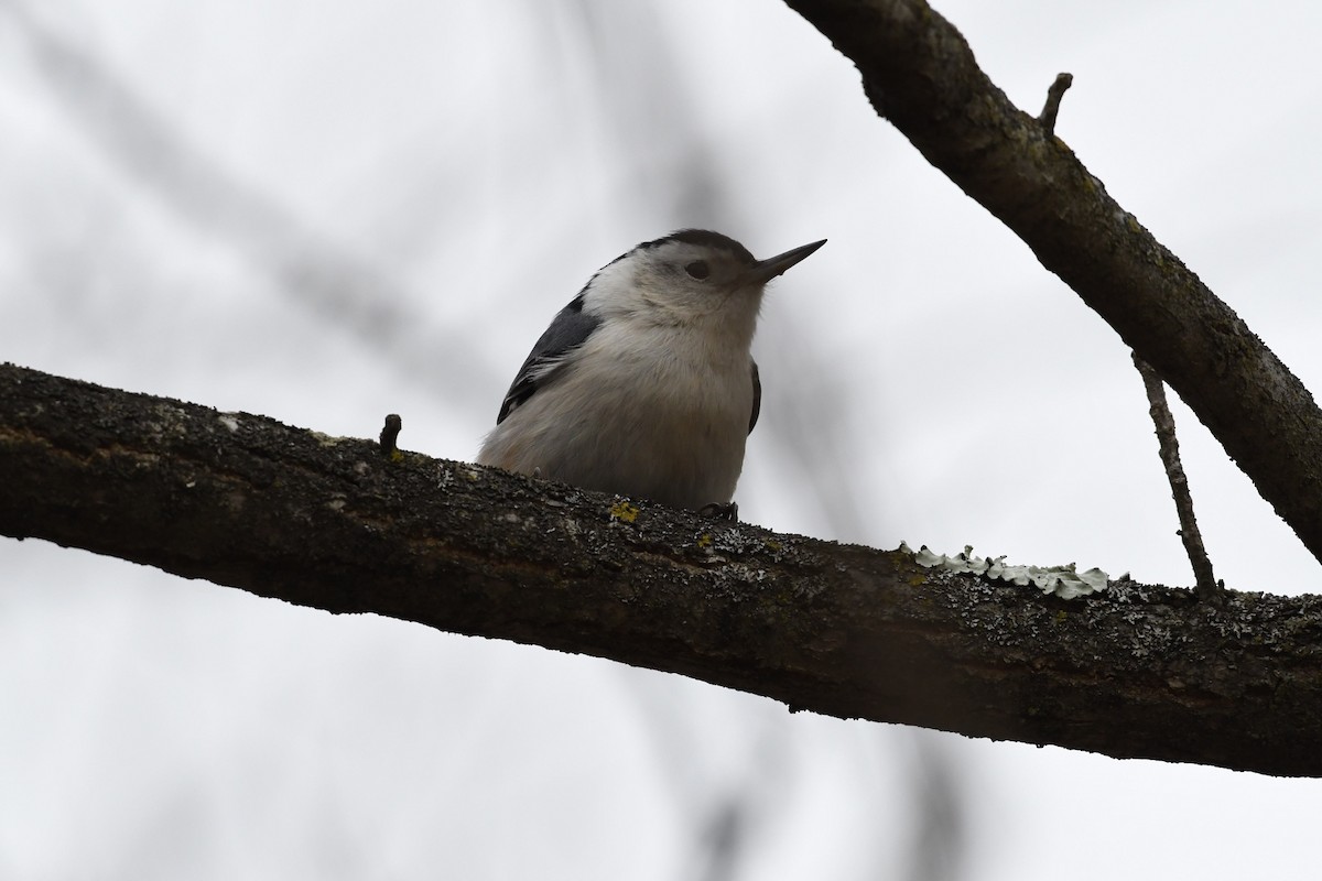 White-breasted Nuthatch - Barry Blust