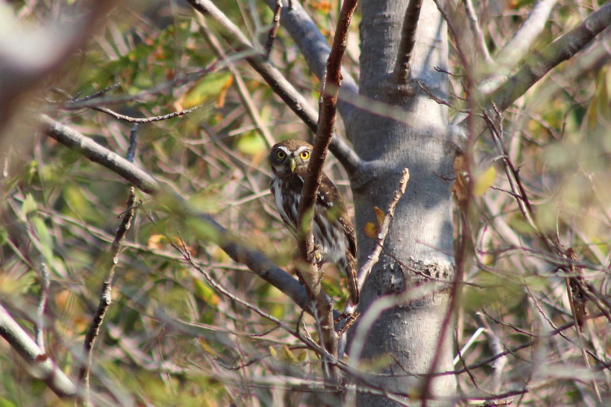 Ferruginous Pygmy-Owl - ML132817491