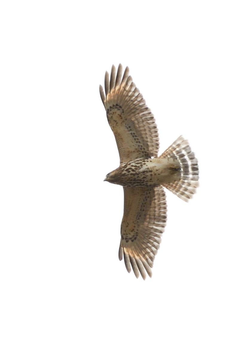 Red-shouldered Hawk - ML132817621