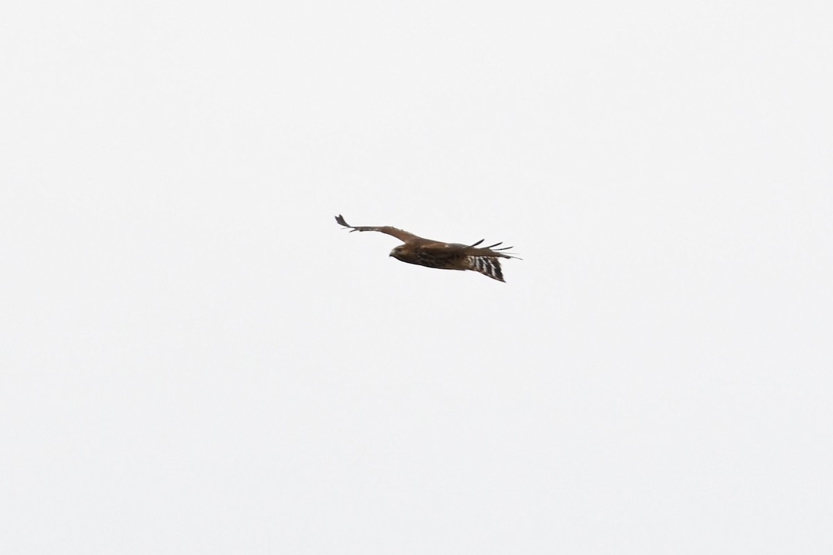 Red-shouldered Hawk - ML132817631