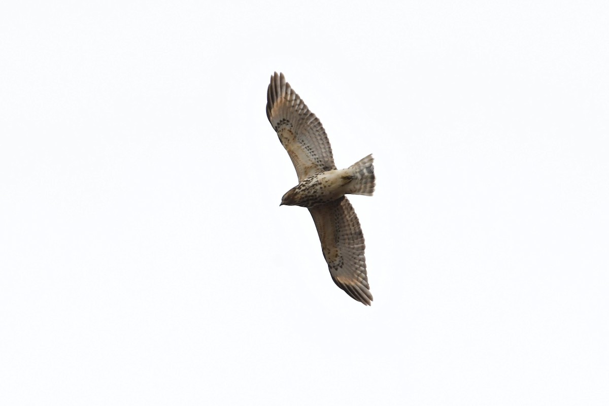 Red-shouldered Hawk - ML132817651