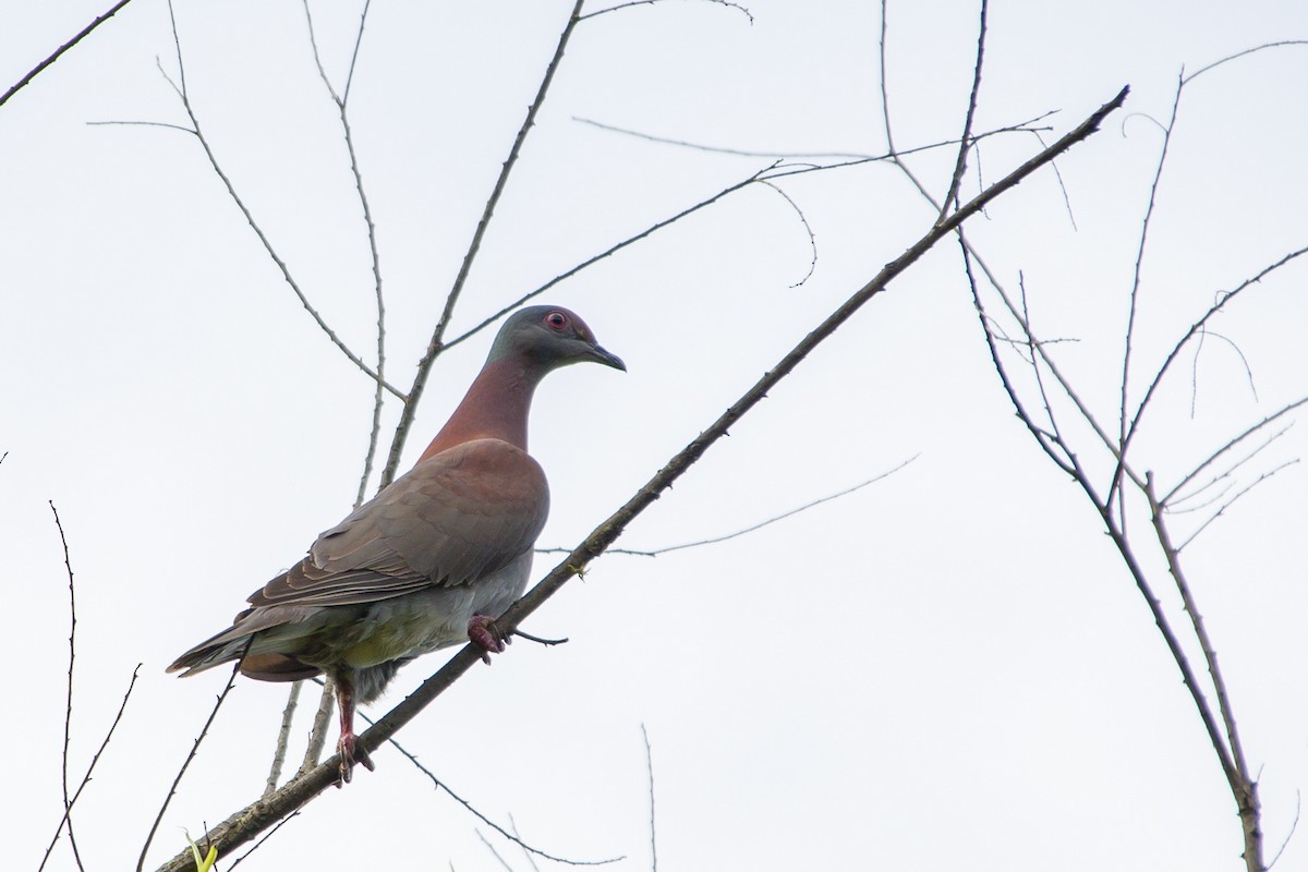 Pale-vented Pigeon - ML132817801