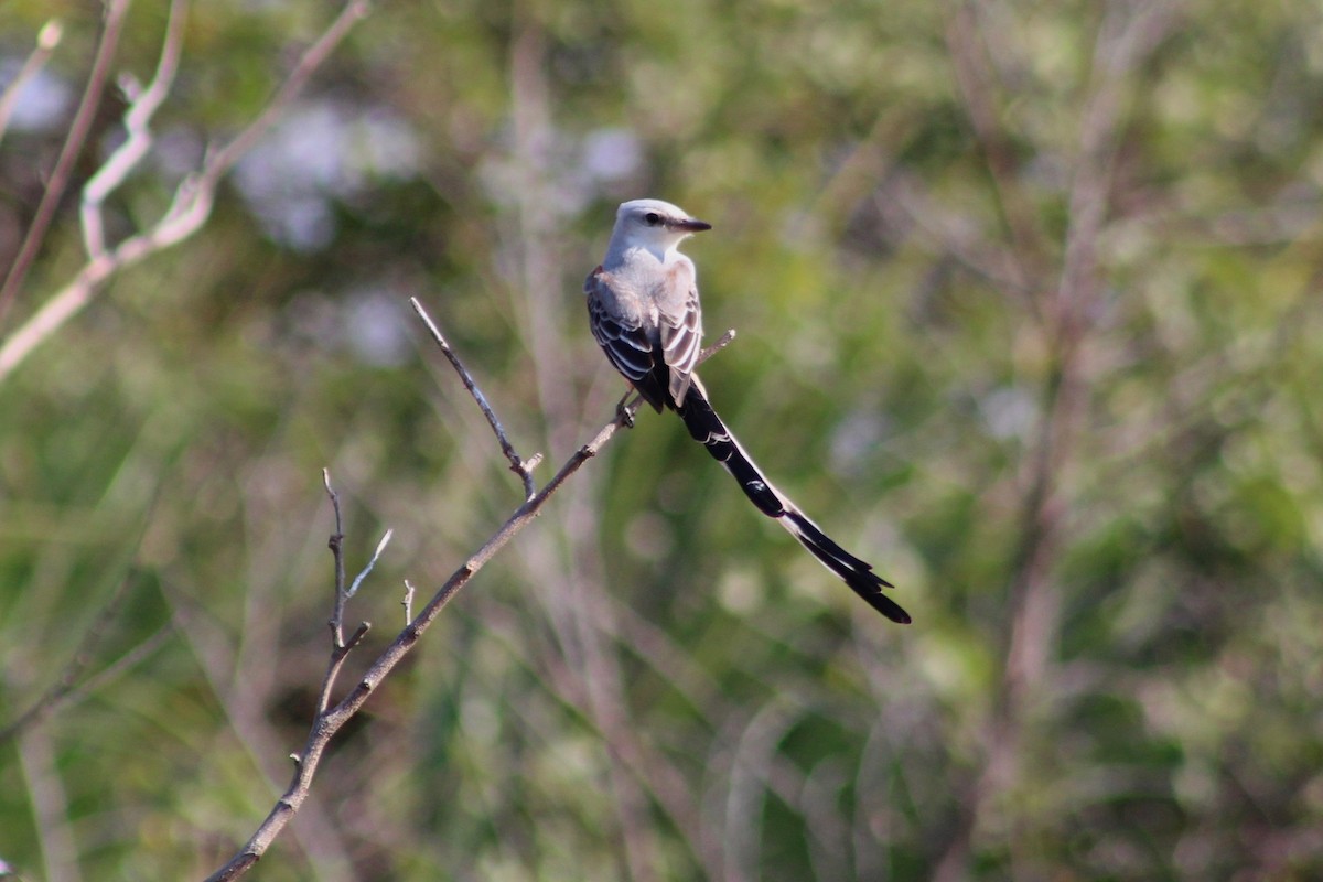 Scissor-tailed Flycatcher - ML132817911