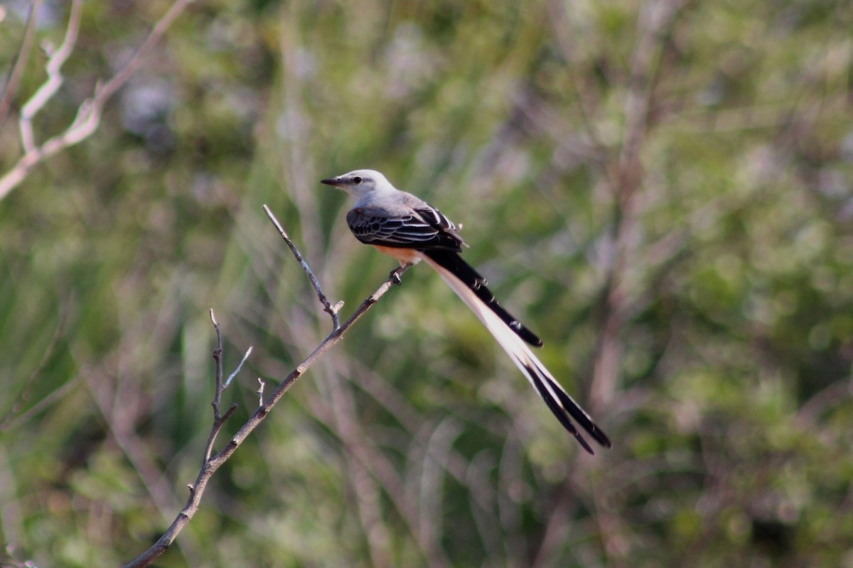 Scissor-tailed Flycatcher - ML132817941