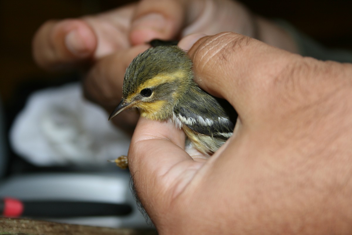 Blackburnian Warbler - ML132818081