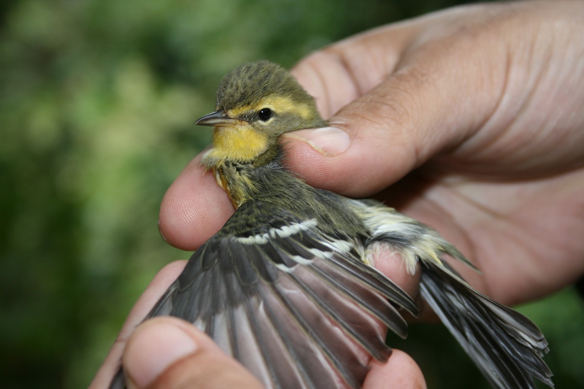 Blackburnian Warbler - ML132818091