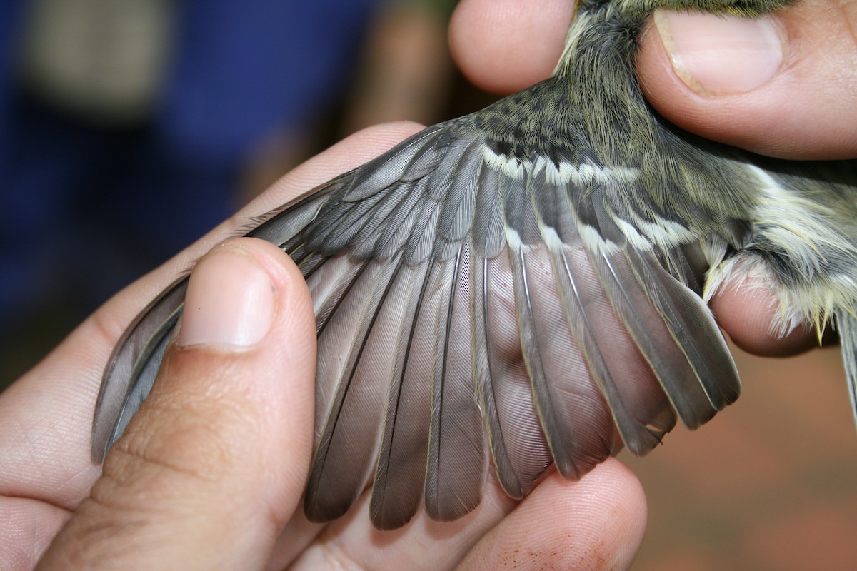 Blackburnian Warbler - ML132818101