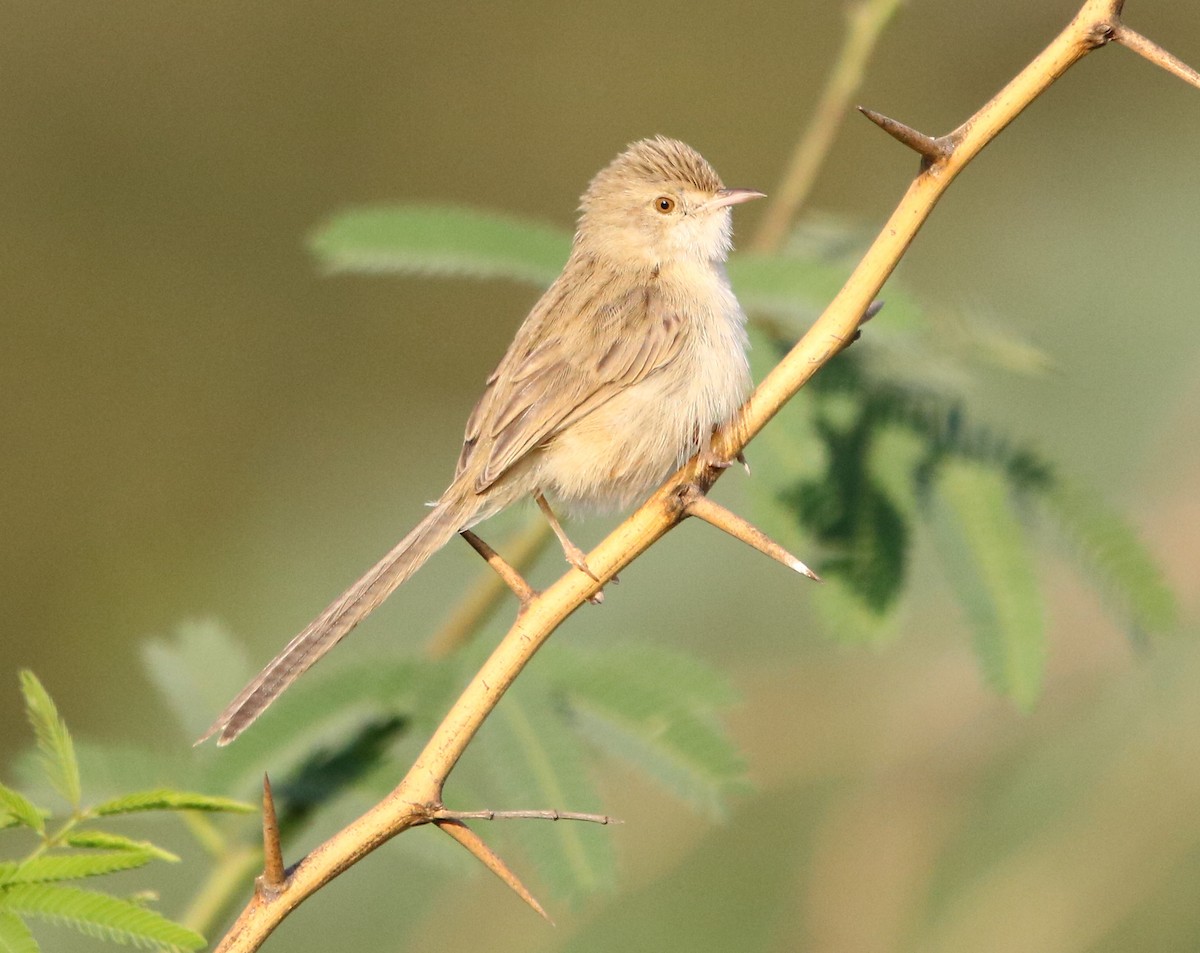 Prinia délicate - ML132818611