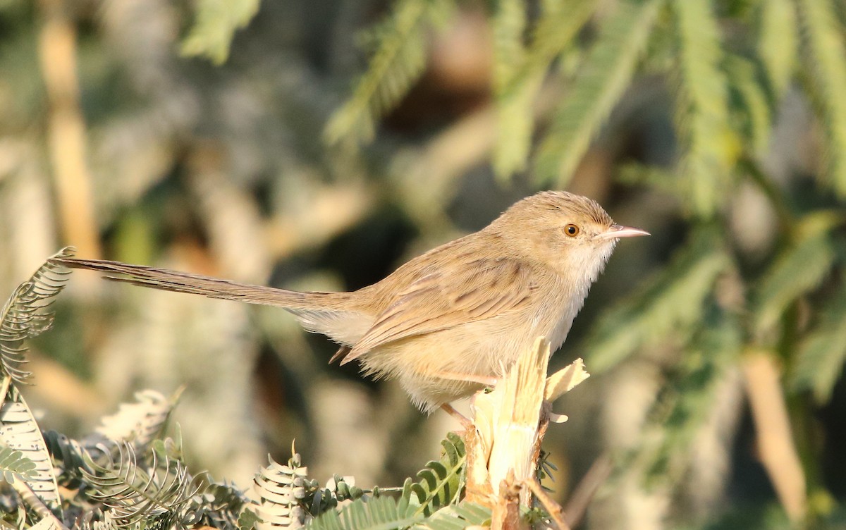 Delicate Prinia - ML132818631