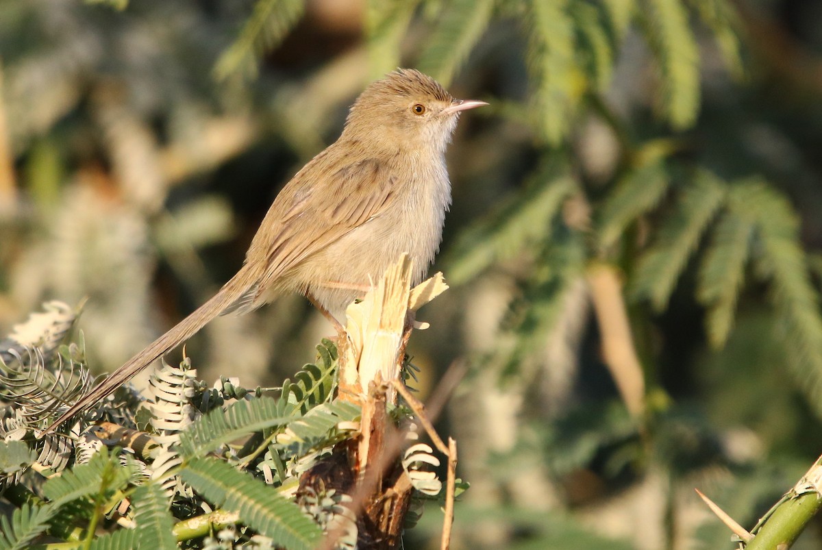 Delicate Prinia - ML132818671