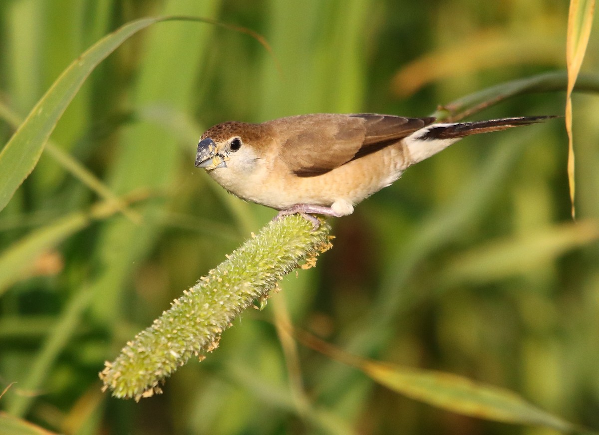 Indian Silverbill - ML132819071