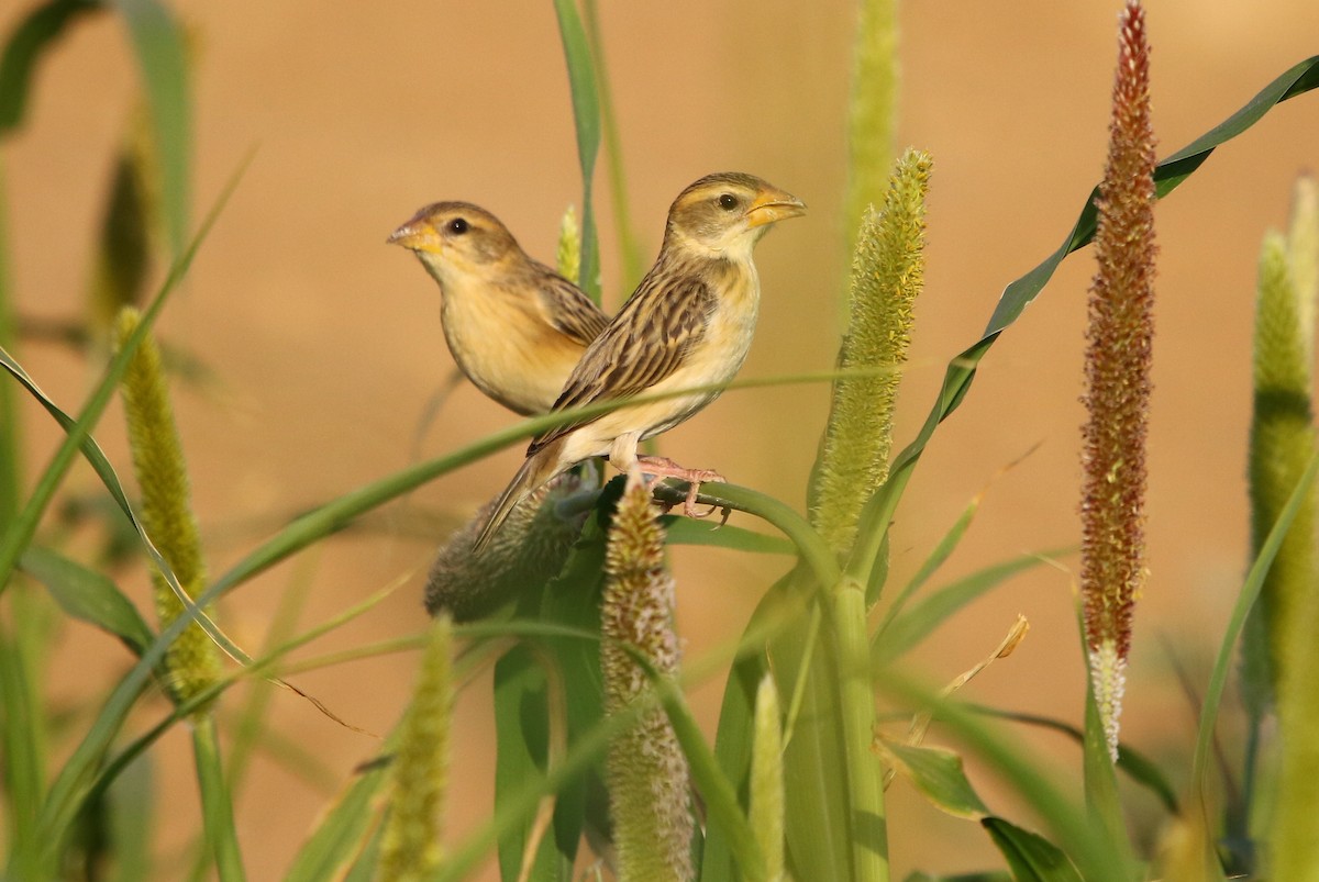 Baya Weaver - ML132819221