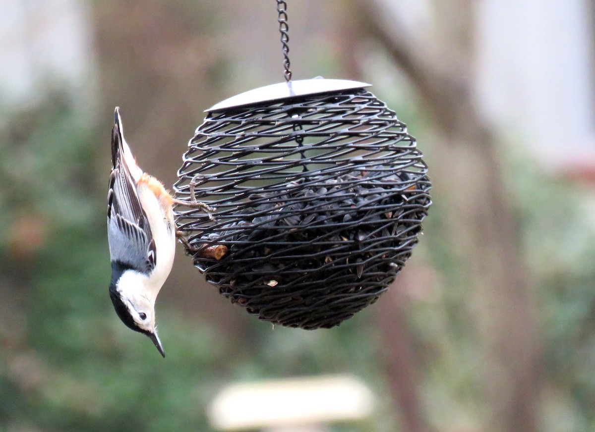 White-breasted Nuthatch - ML132819301