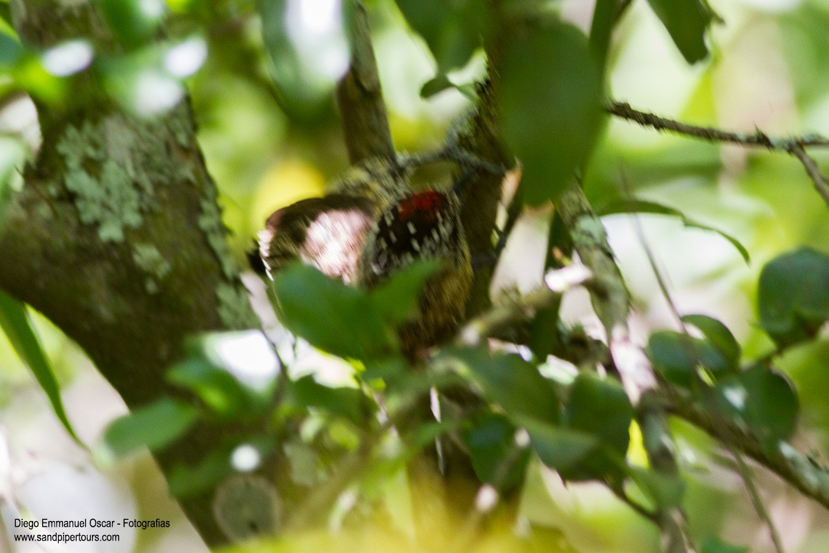 Mottled Piculet - ML132819491