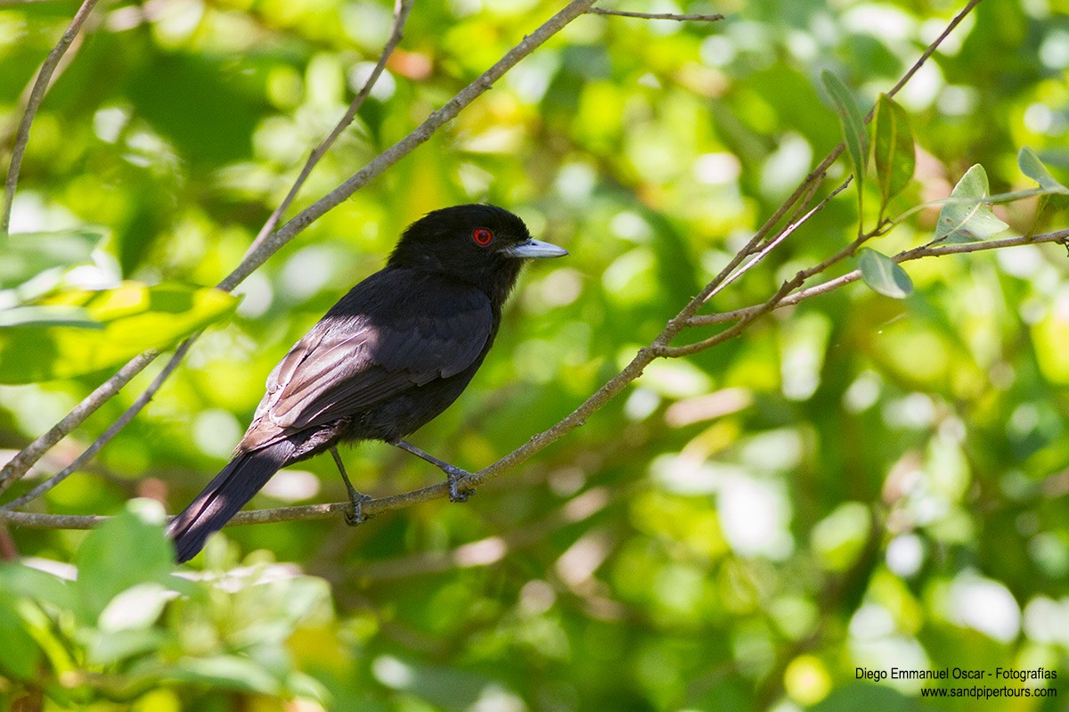 Blue-billed Black-Tyrant - ML132819501