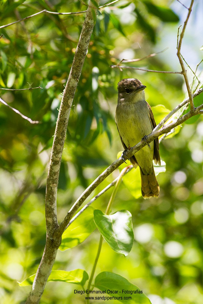 White-winged Becard - ML132819531