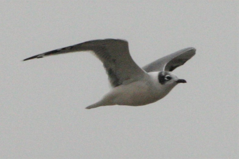 Franklin's Gull - Nathan Monk
