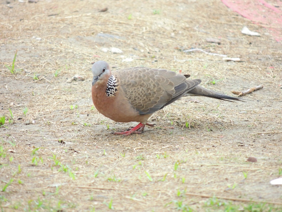 Spotted Dove - ML132821271