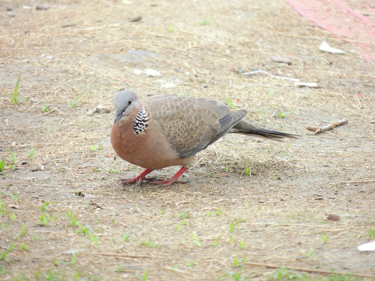 Spotted Dove - ML132821801