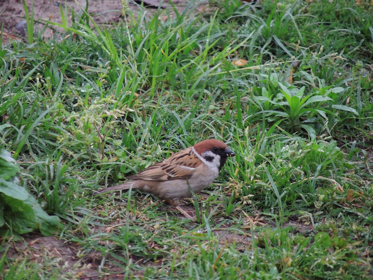 Eurasian Tree Sparrow - ML132822631