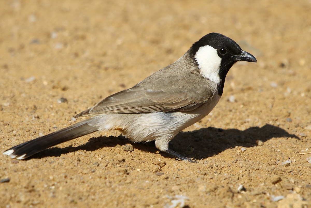 Bulbul à oreillons blancs - ML132822831