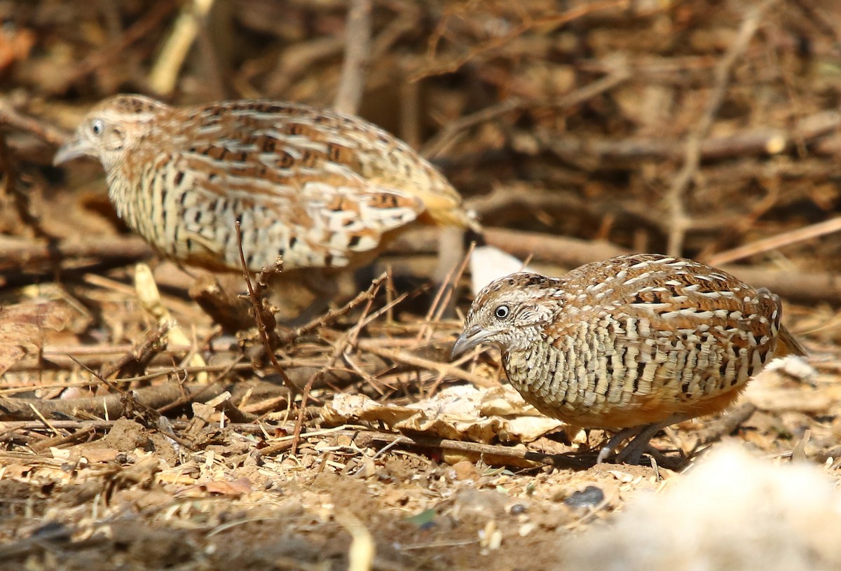 Barred Buttonquail - ML132823311