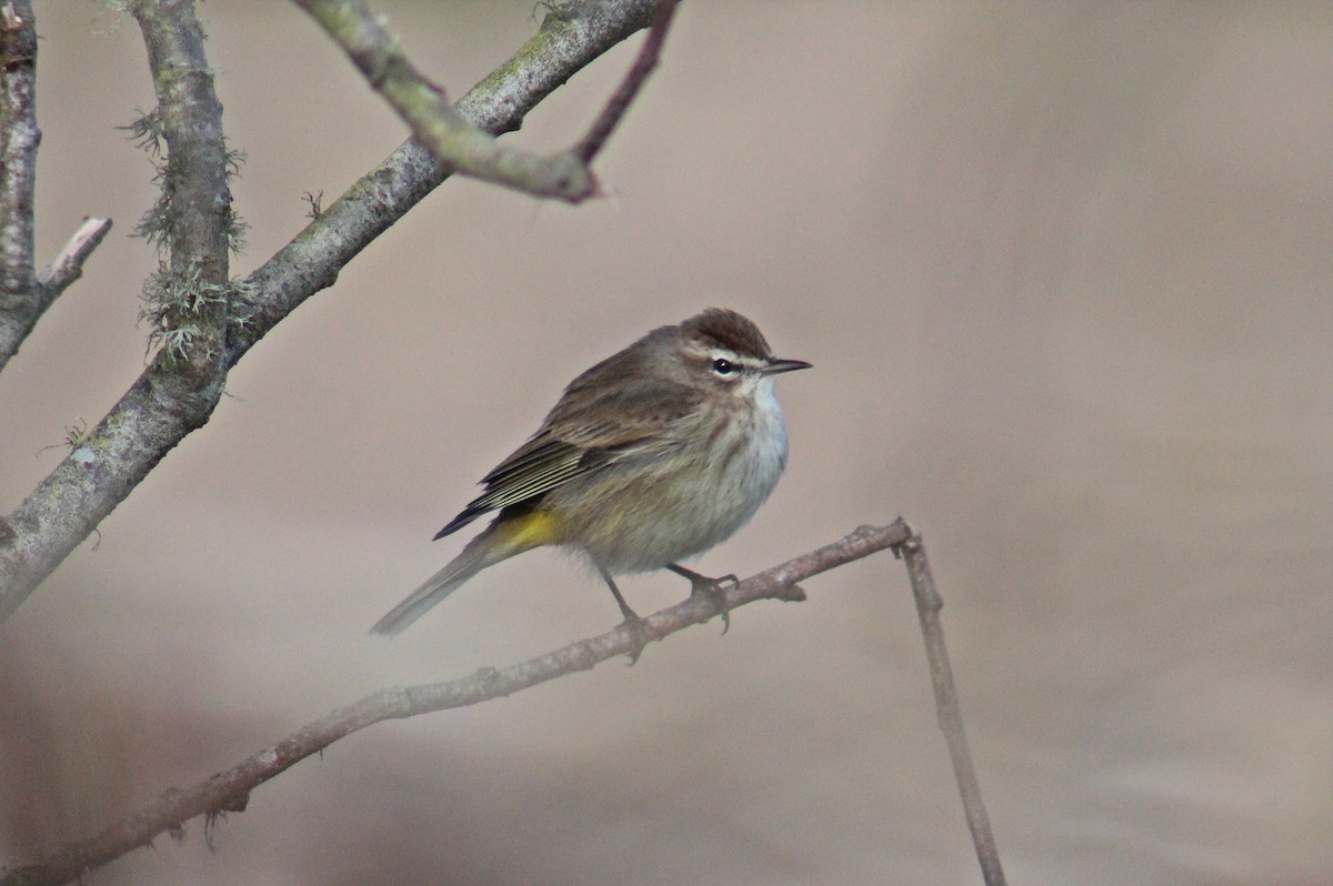 Palm Warbler - ML132824321