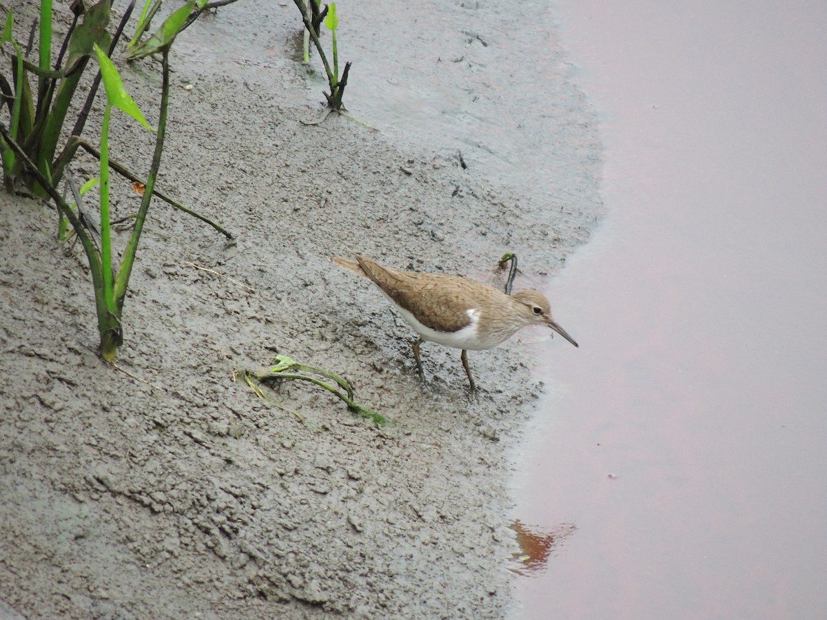 Common Sandpiper - ML132824471