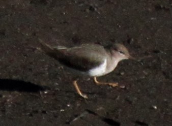 Spotted Sandpiper - ML132824831