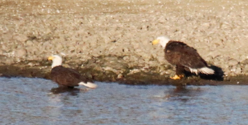 Bald Eagle - ML132825031