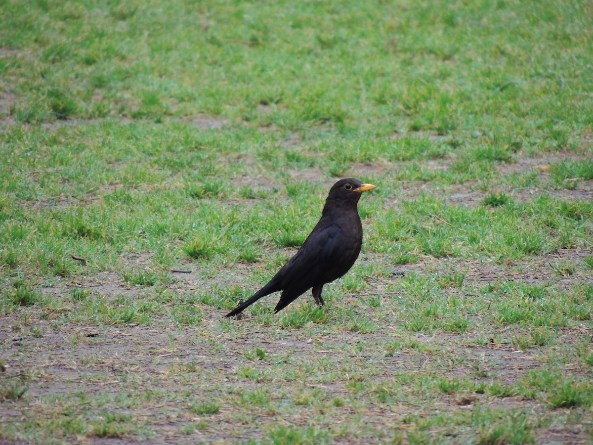 Chinese Blackbird - ML132825141