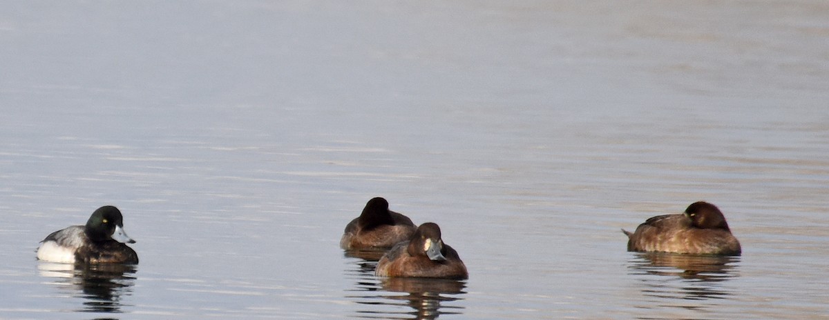Greater Scaup - ML132825631