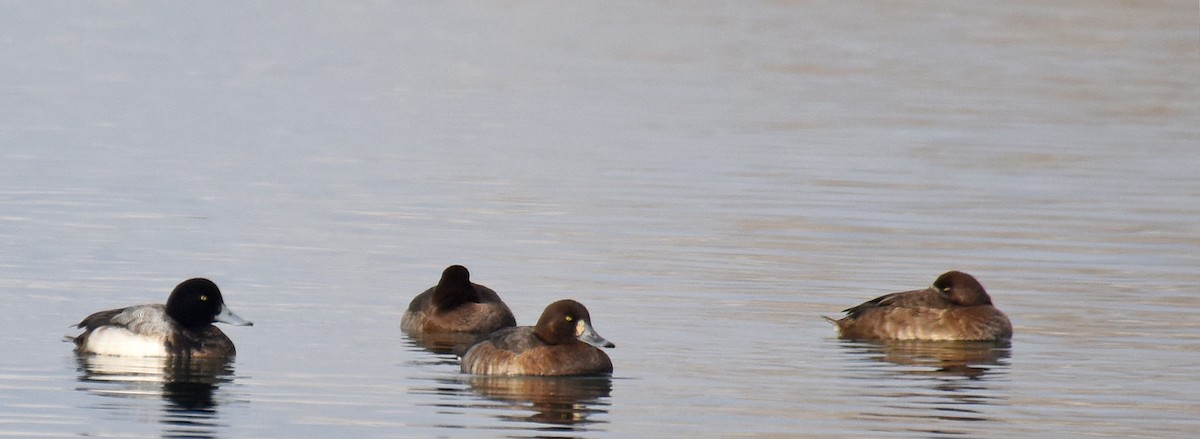 Greater Scaup - ML132825641